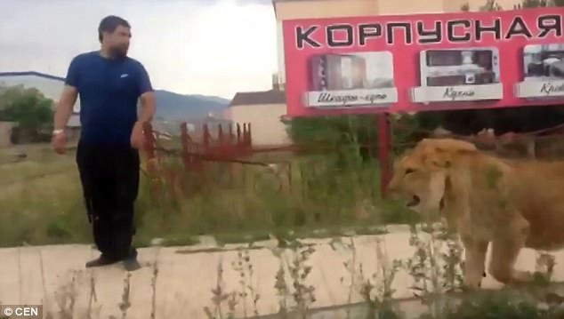 俄罗斯男子街头遛狮子 网友吐槽太疯狂