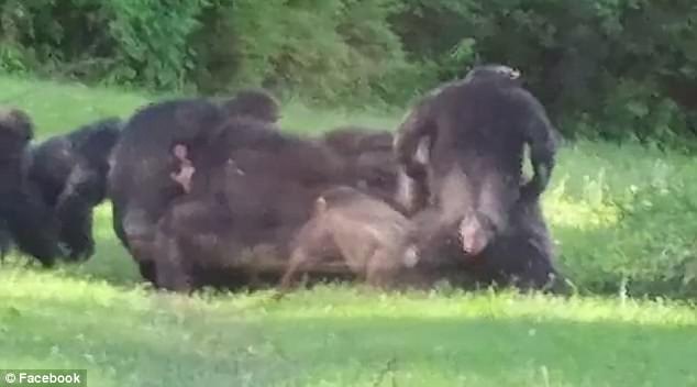 美动物园一猩猩树上摔落 被同类群殴致死