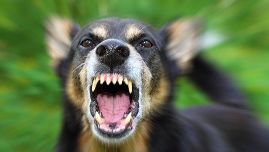 克里米亚修改法规 允许狗狗在夜里吠叫