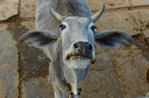 印度最高法院裁决：延后实施不得买卖牛禁令