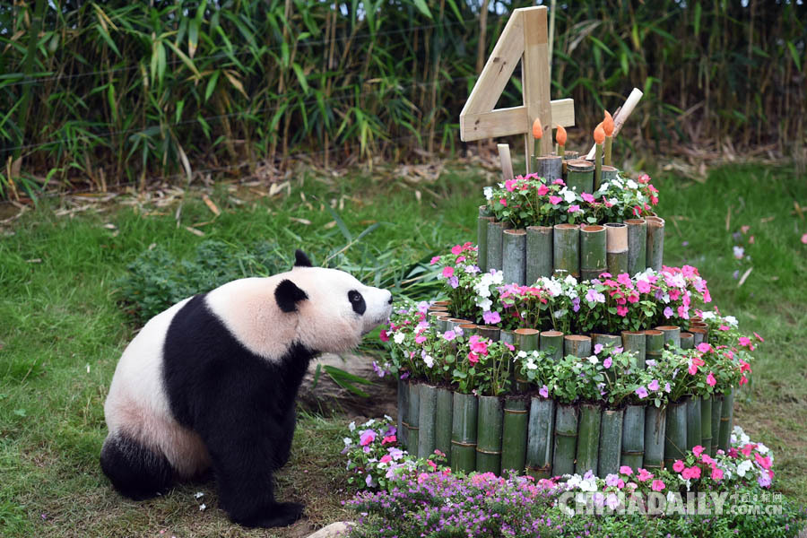 旅韩大熊猫“爱宝”和“乐宝”庆生