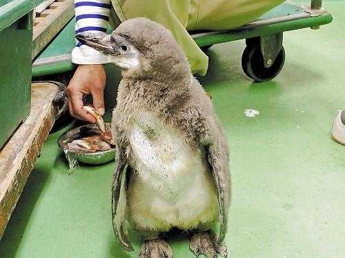 日本山口县连续2年通过人工授精挽救濒危企鹅物种