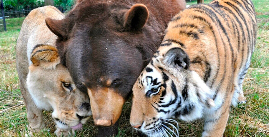 25张照片展现跨物种的爱 棕熊和老虎当哥们(组图)