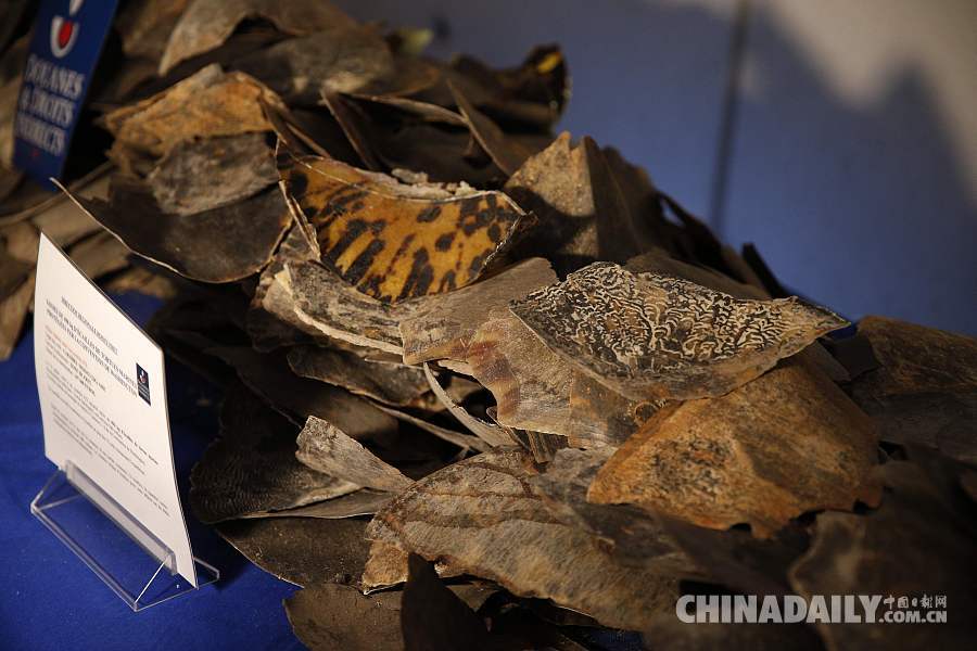 法国海关缴获496公斤走私海龟鳞片 价值约233.7万元人民币