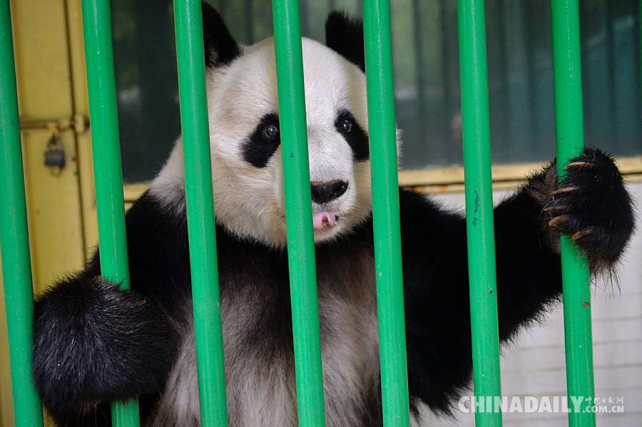 大熊猫接受体检 吐舌卖萌和人类互动