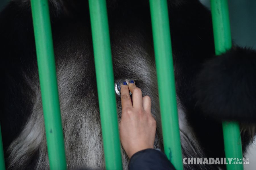 大熊猫接受体检 吐舌卖萌和人类互动[3]-
