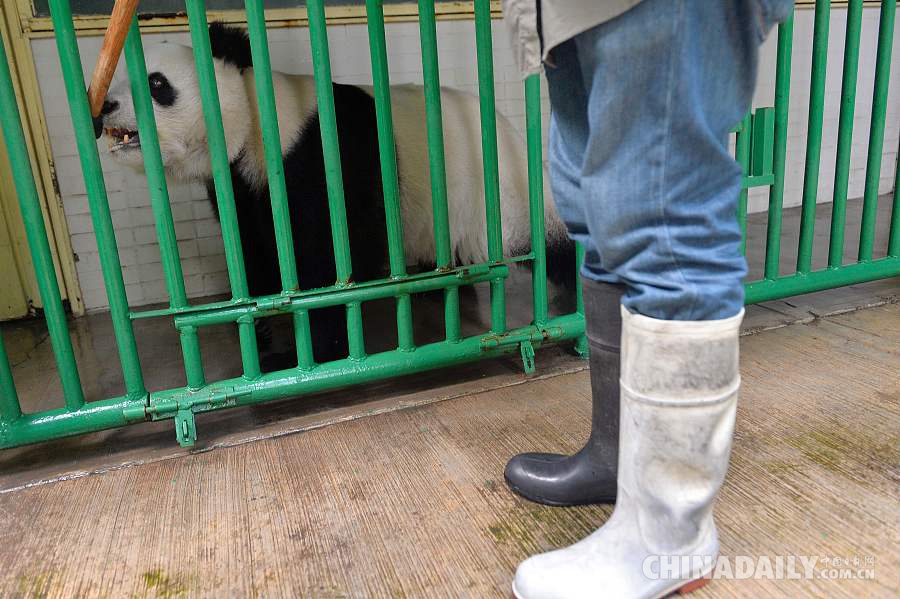 大熊猫接受体检 吐舌卖萌和人类互动