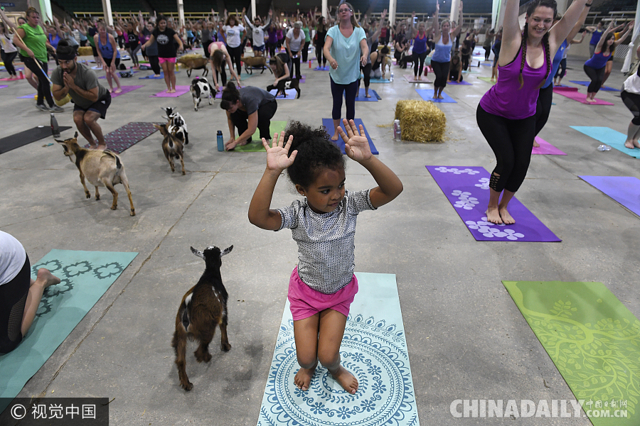 美国牲畜展厅推出“山羊瑜伽” 瑜伽练习者与山羊欢乐互动