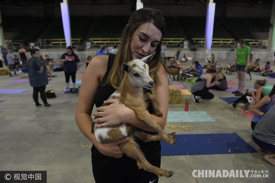 美国牲畜展厅推出“山羊瑜伽” 瑜伽练习者与山羊欢乐互动