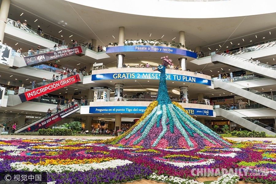 哥伦比亚庆祝“鲜花节” 商场展出12米高由182万朵花打造的三维孔雀