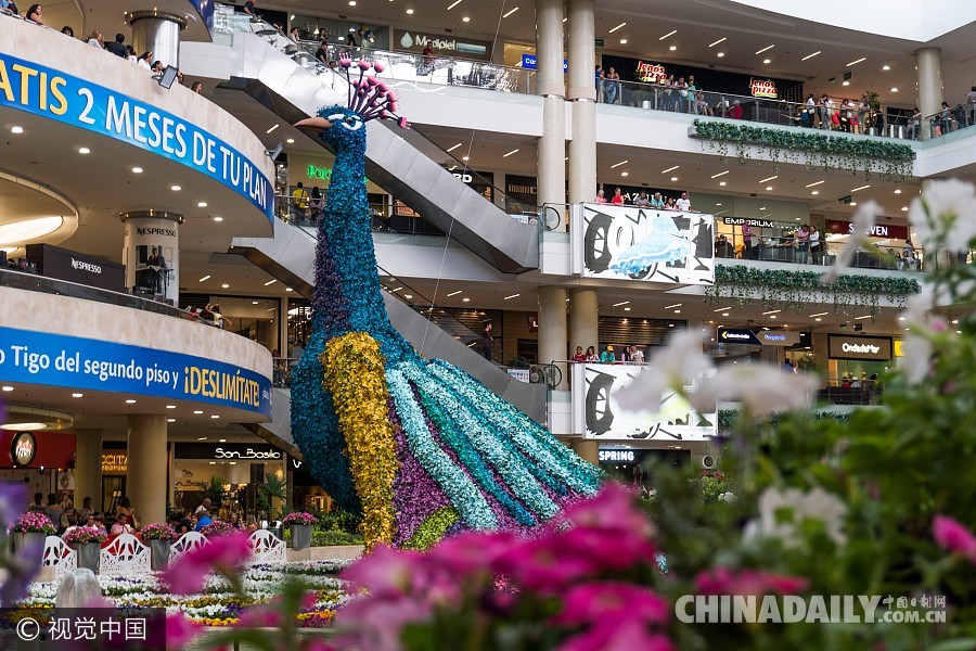 哥伦比亚庆祝“鲜花节” 商场展出12米高由182万朵花打造的三维孔雀