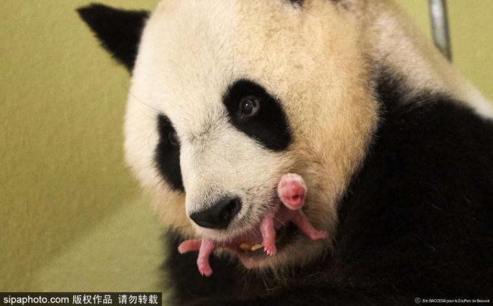 旅法大熊猫欢欢产双胞胎 近照曝光
