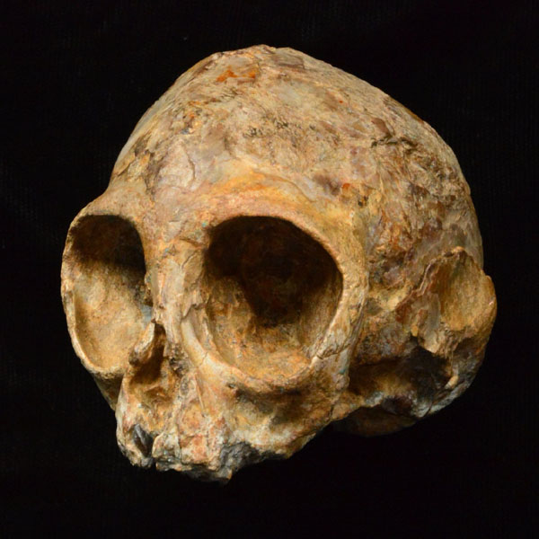 肯尼亚发现1300万年前猿类幼崽头骨 或许是人类始祖