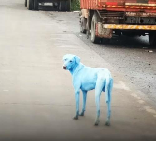 印度惊现“蓝色狗”吓坏路人 疑因河水污染所致