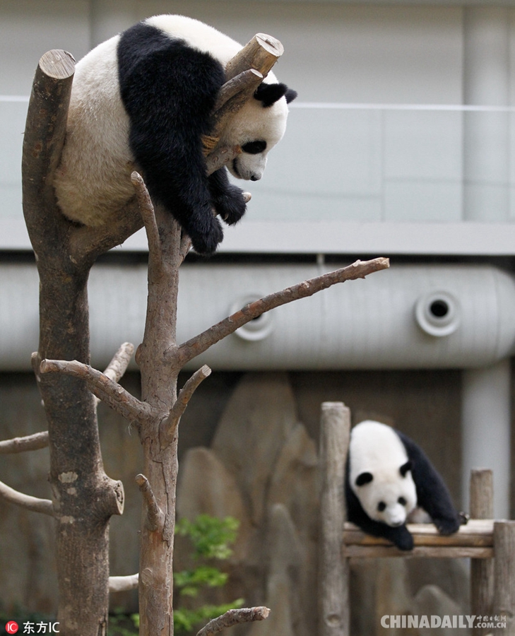 旅马大熊猫庆祝2岁生日 挂树上秀技要做“功夫熊猫”