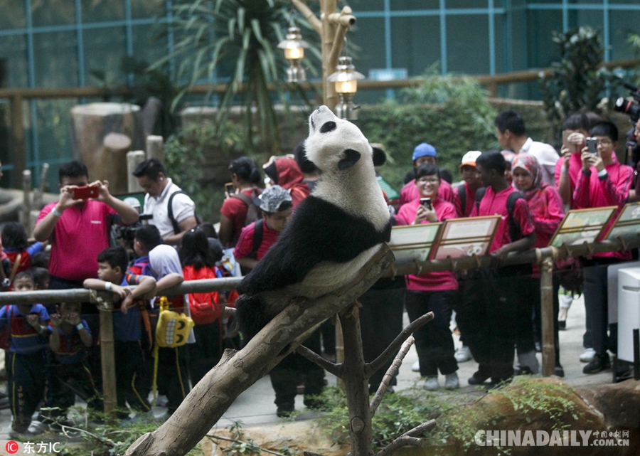 旅马大熊猫庆祝2岁生日 挂树上秀技要做“功夫熊猫”