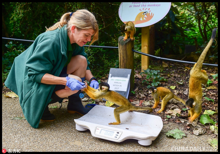 伦敦动物园迎来年度体检 2万多只动物逐个登场