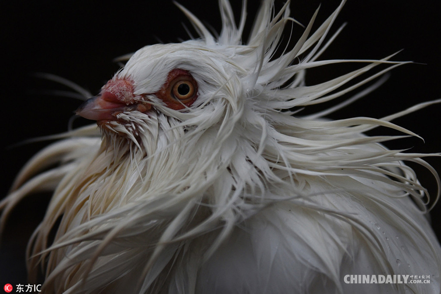 西班牙雅各宾鸽被淋成“落汤鸡” 最时髦的“发型”都没了！