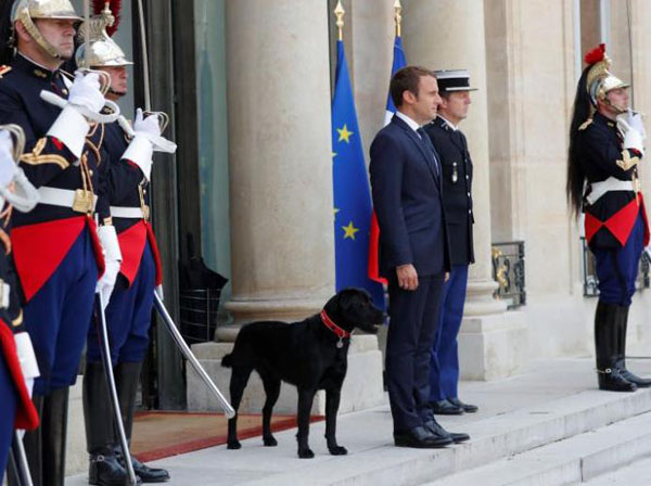 法国总统马克龙领养宠物犬 一同迎接外宾