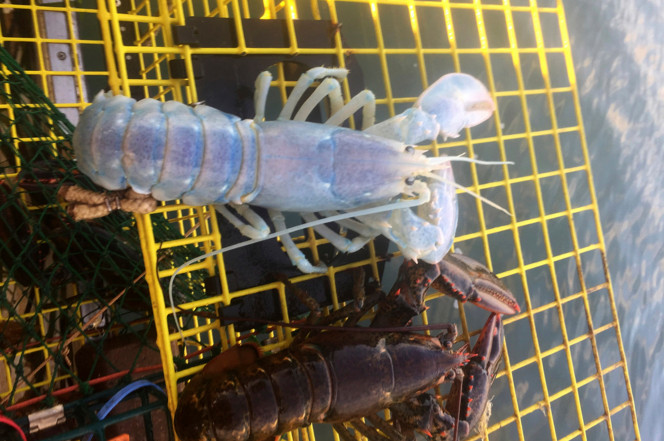 美国捕虾人捕获“幽灵龙虾”：通体淡蓝色、几近透明
