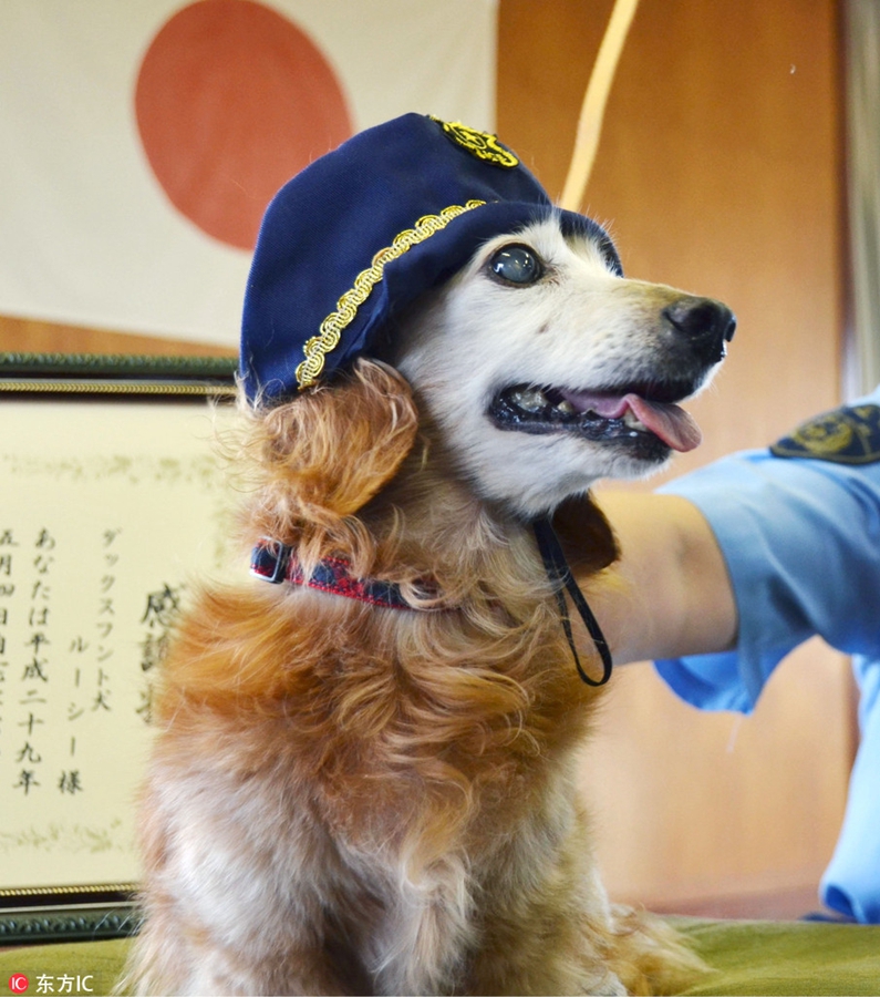 日本17岁狗狗助主人抓获窃贼 获警方嘉奖头戴警帽萌萌哒