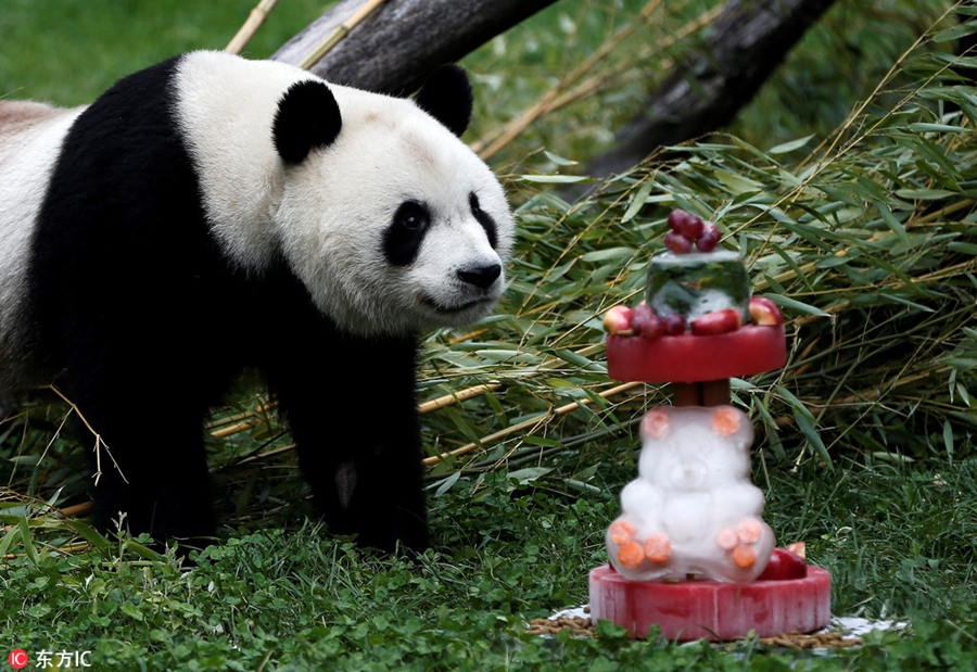 旅居西班牙大熊猫竹莉娜迎首个生日 享用美味竹子蛋糕