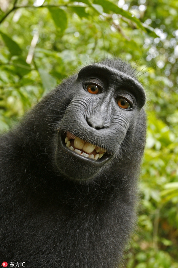 猴子自拍照版权属于谁？ 他最终打赢了官司