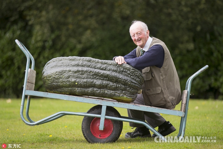 英国举办巨型蔬菜大赛 蔬菜界巨无霸重磅来袭