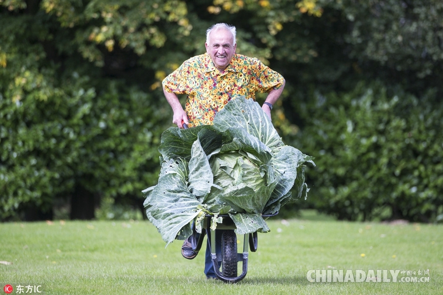 英国举办巨型蔬菜大赛 蔬菜界巨无霸重磅来袭