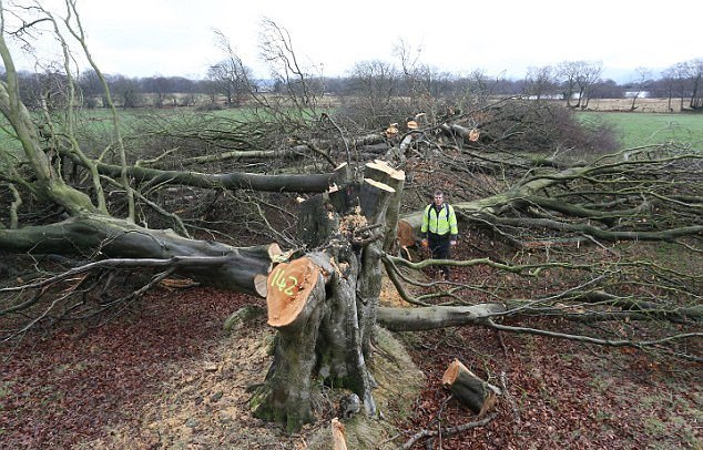 报复心太重 英国农民一怒之下砍光200棵古树
