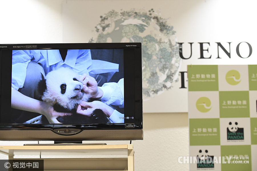 日本上野动物园熊猫宝宝迎来百天纪念日 名字近期公布
