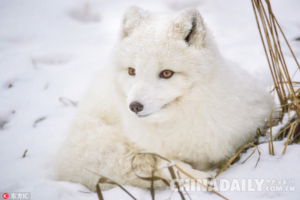 天生的毛皮成祸端？北极狐遭养殖者残忍催肥 模样扭曲体重增4倍