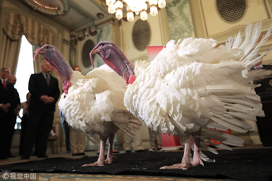 特朗普将“赦免”感恩节火鸡提前亮相 媒体争相拍照