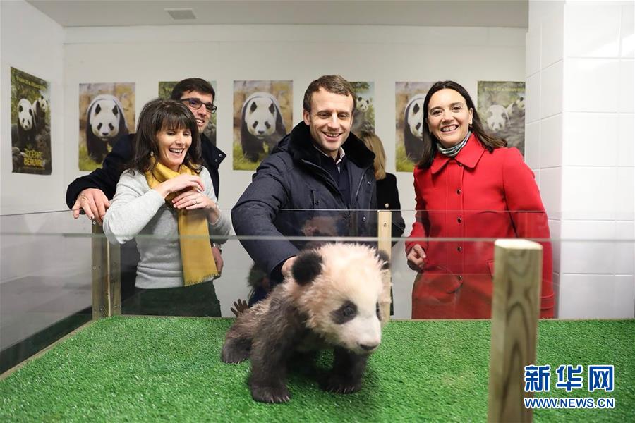 法国总统参观大熊猫宝宝“圆梦”