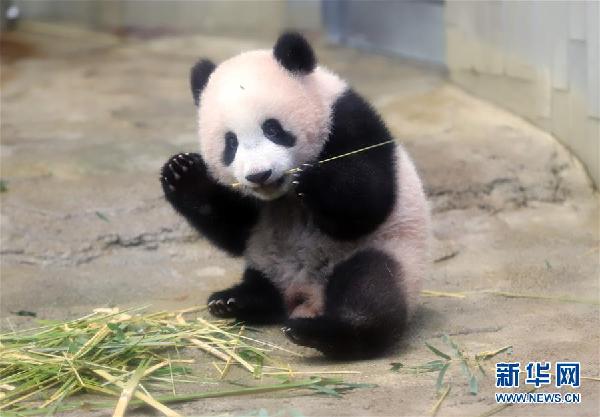 旅日熊猫宝宝首次与公众见面 游客直呼“太可爱”