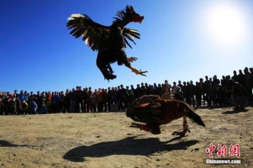 柬埔寨92只鸡参与“斗鸡” 被依法判处“死刑”