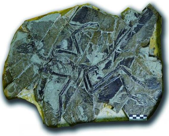 欧洲8件珍贵恐龙化石返还辽宁