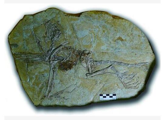 欧洲8件珍贵恐龙化石返还辽宁
