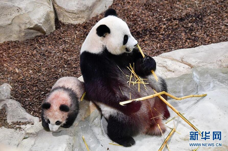 大熊猫宝宝“圆梦”正式与法国公众见面