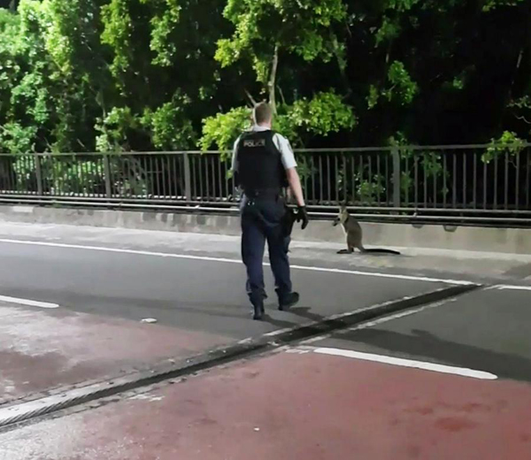 十分罕见！悉尼海港大桥上一只“任性”袋鼠在狂奔