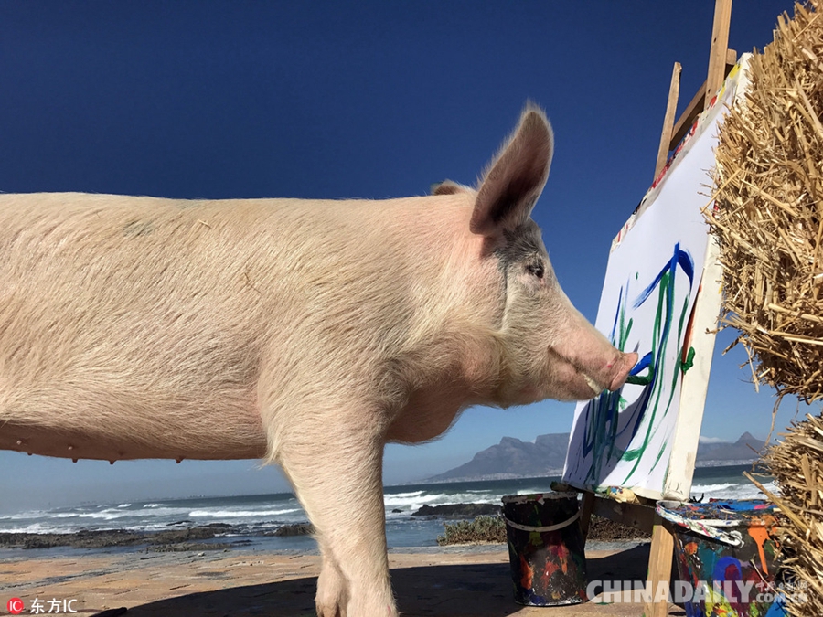 南非小猪绘画天赋惊人 将举办“猪生”首场画展