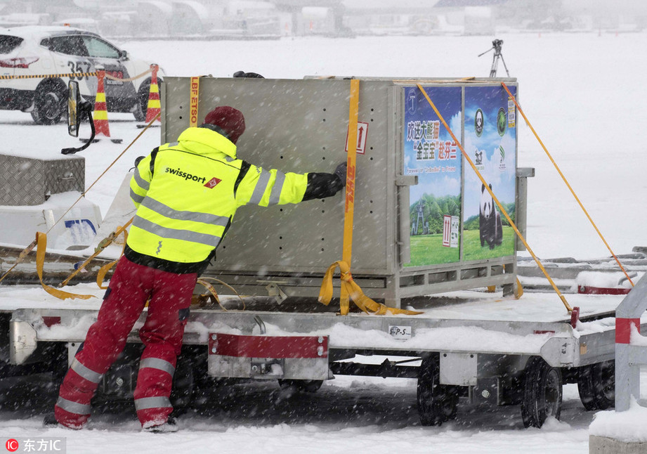 大熊猫雪中抵达芬兰 开启15年驻外生活