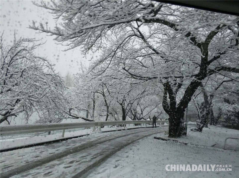 日本首都东京天降大雪 市民交通受到影响