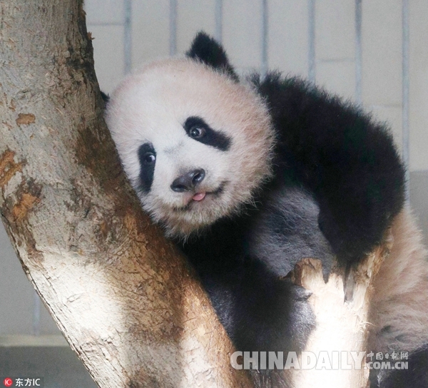 日本让熊猫香香“加班迎客” 粉丝心疼鸣不平：这样受得了吗？