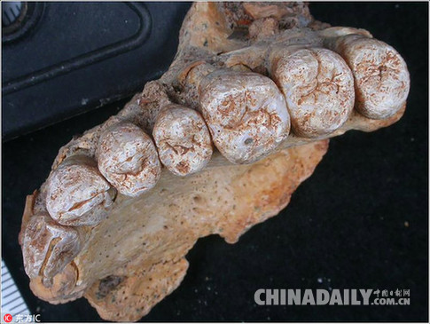 以色列发现古老人类颌骨化石 人类走出非洲时间或再次推前！