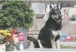 忠犬之魂 阿根廷忠犬为主人守墓11年后离世