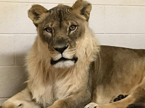 性别突变？美国俄克拉荷马市动物园母狮长出雄性鬃毛