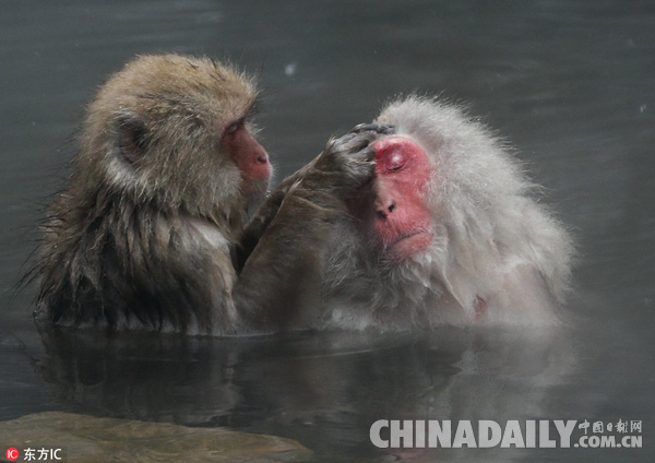 日本研究：猴子泡温泉减压