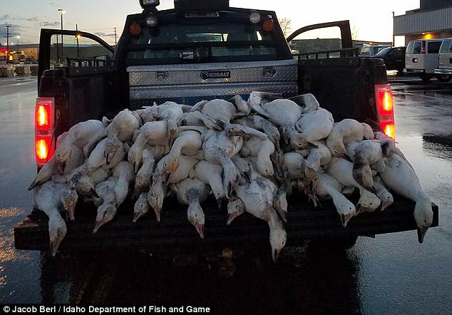 美国爱达荷州51只大鹅离奇死亡 官员：都是闪电惹的祸