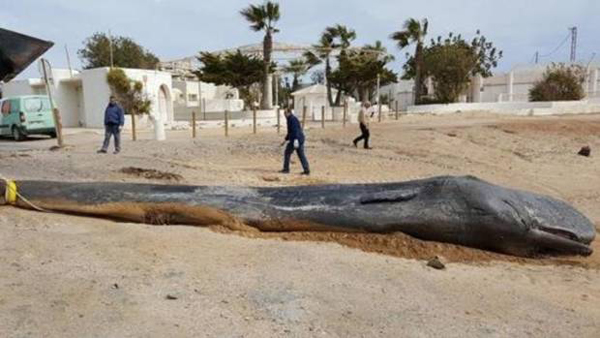 一只巨头鲸惊现西班牙海岸 体内竟有58斤垃圾